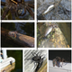 Illustration for article titled Fish-Eating Spiders Are Everywhere